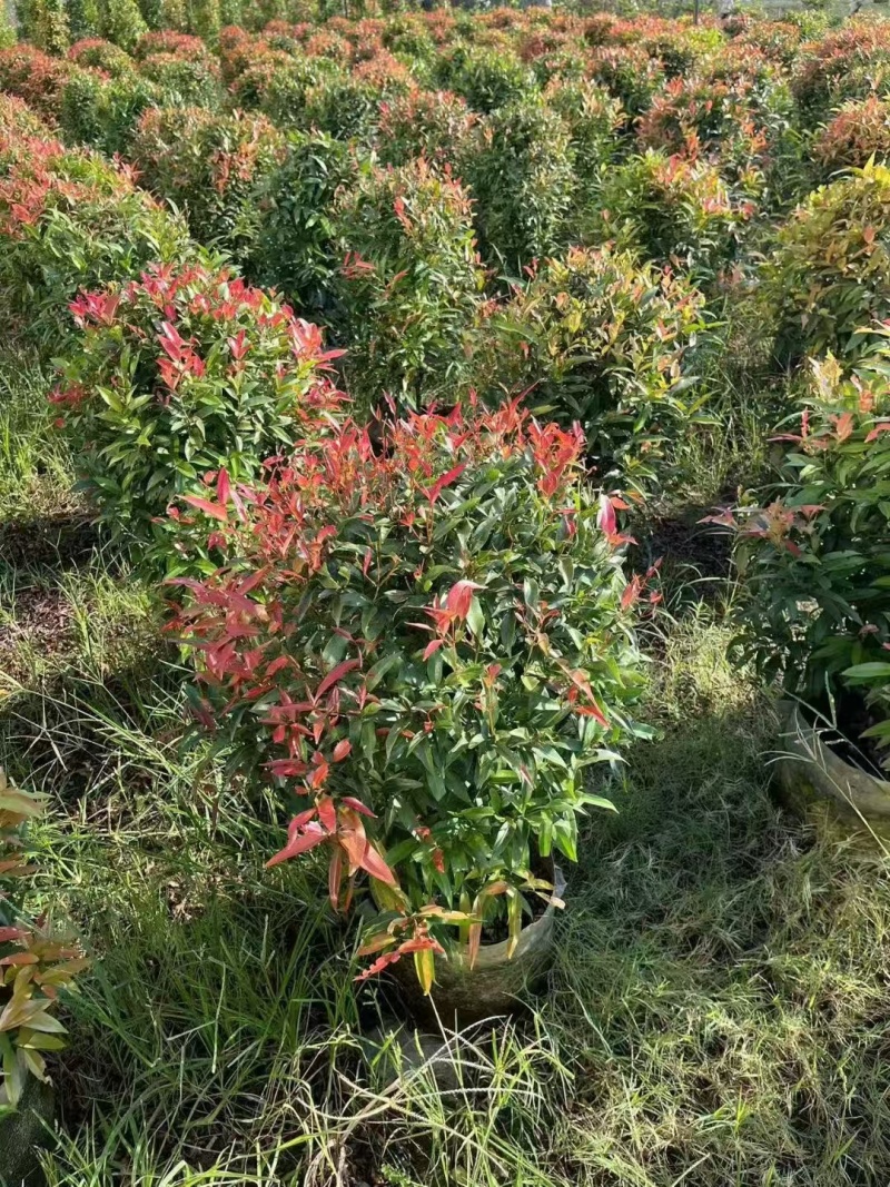 红车球60-80高