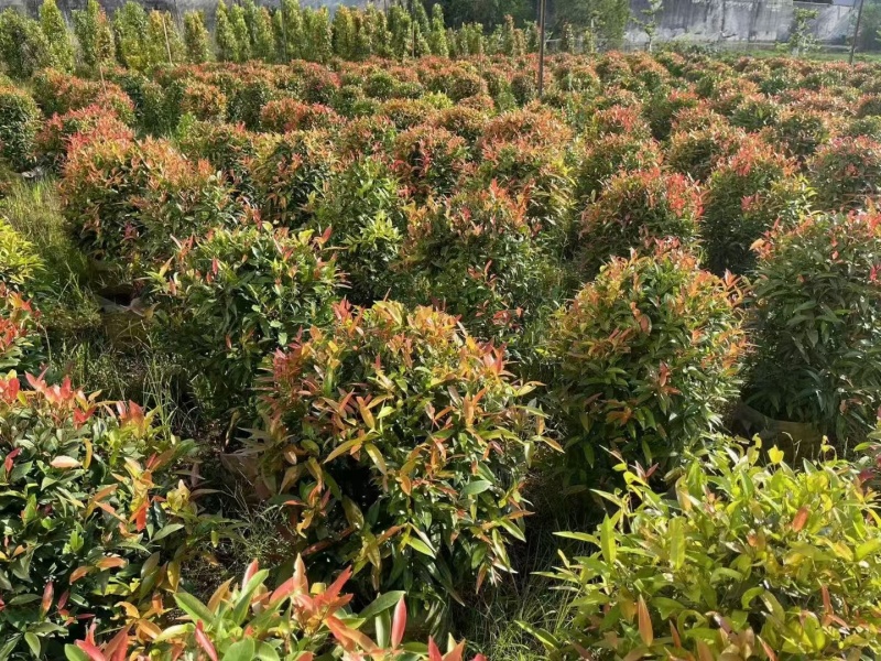红车球60-80高