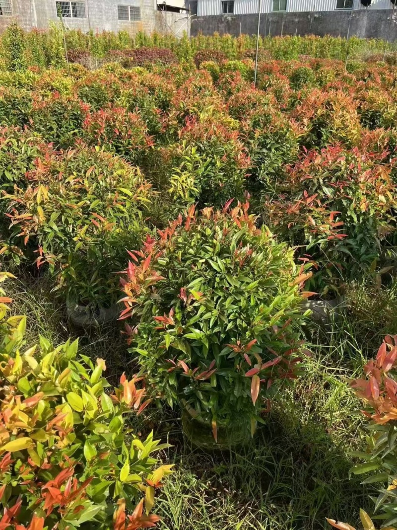 红车球60-80高