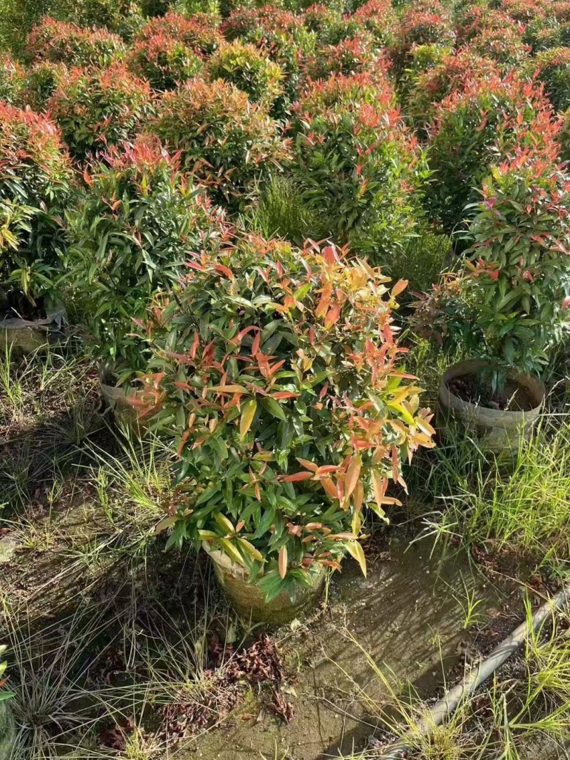 红车球60-80高