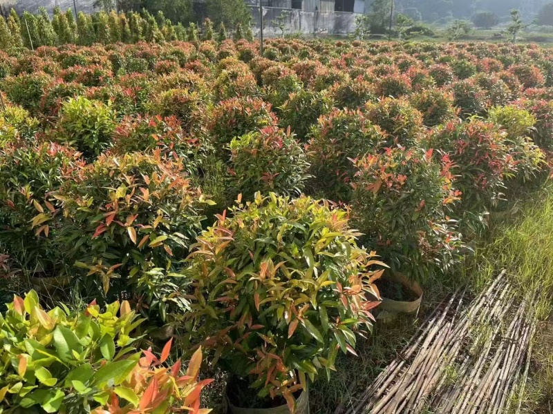 红车球60-80高