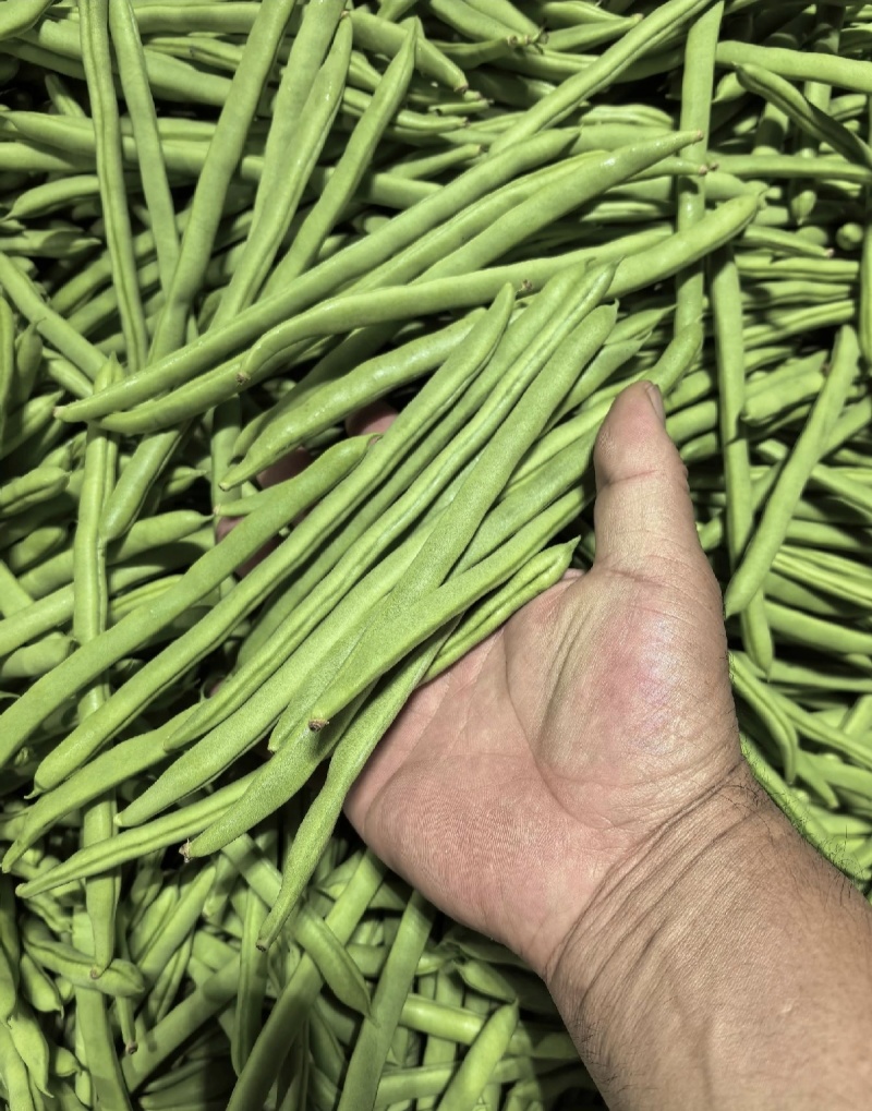 小金豆市场精品商超靓货电商价低可抽真空全国发货