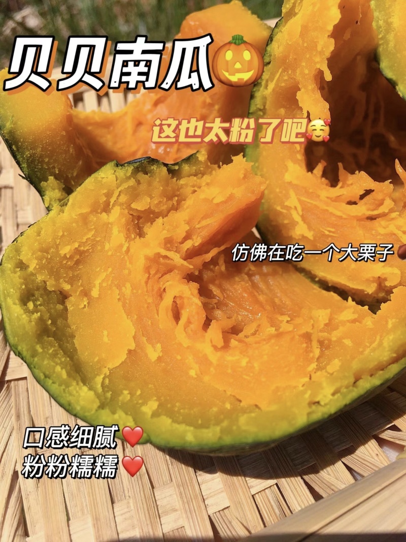 【广西贝贝南瓜】爆粉贝贝南瓜/沙地南瓜/电商团购一件批发