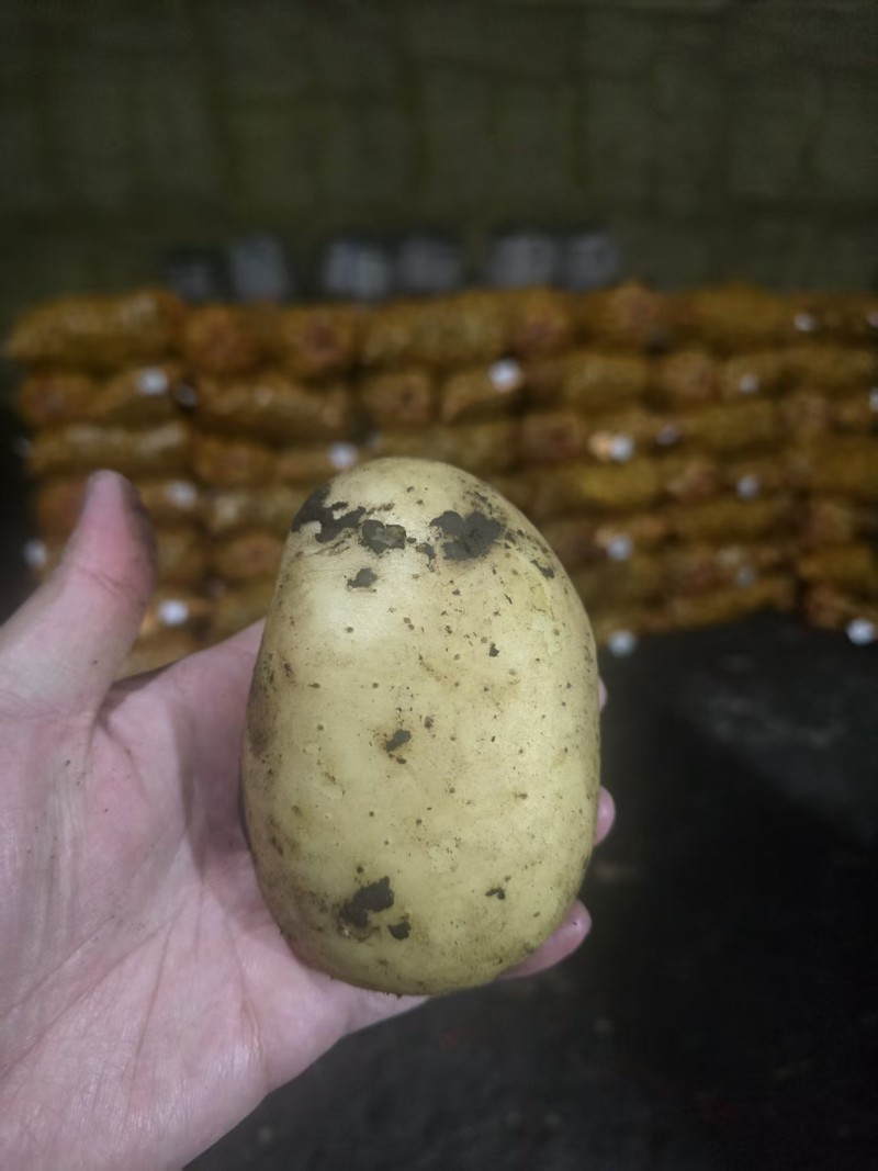 呼伦贝尔土豆种冠嘉7号大量供应品质优可发全国市场