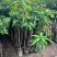 芒果90-120高