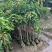芒果90-120高