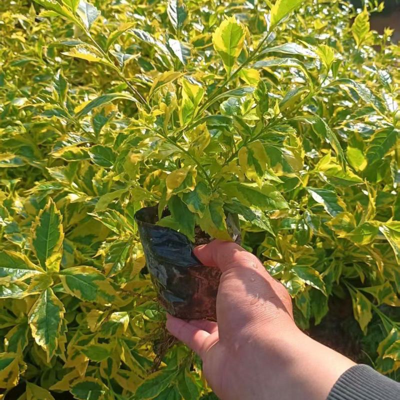 金叶连翘七斤袋