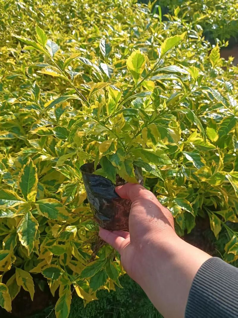 金叶连翘七斤袋
