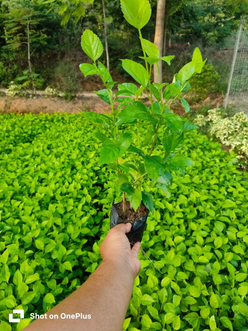 大红花七斤袋