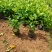 大红花七斤袋