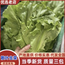 意大利生菜一手精品源头基地直供商超靓货电商价低
