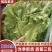 意大利生菜一手精品源头基地直供商超靓货电商价低