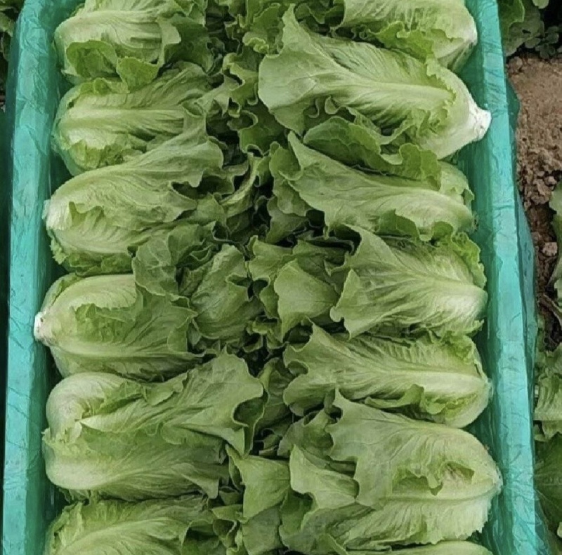 意大利生菜一手精品源头基地直供商超靓货电商价低