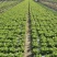 意大利生菜一手精品源头基地直供商超靓货电商价低