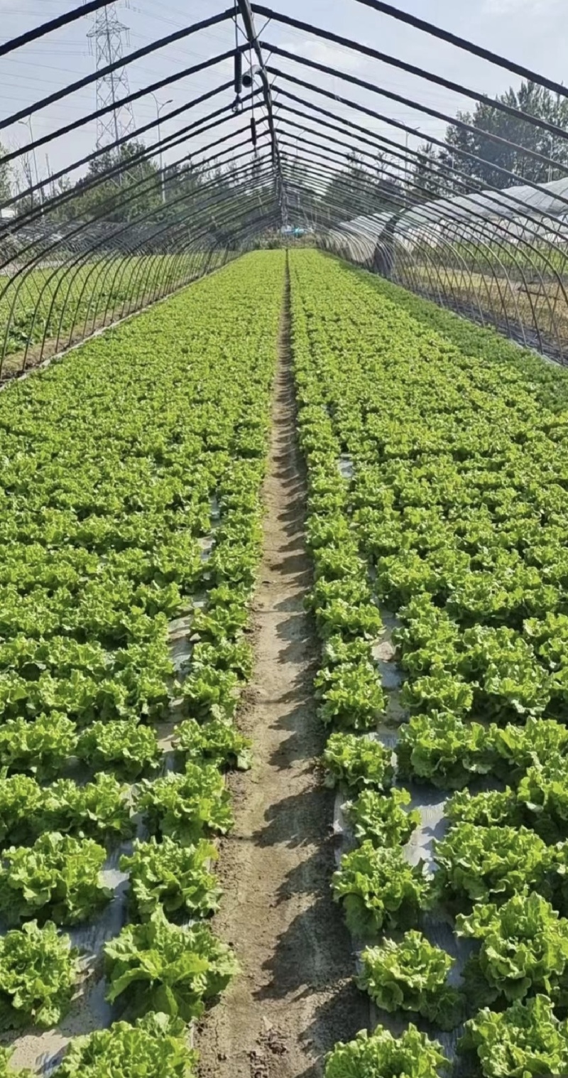意大利生菜一手精品源头基地直供商超靓货电商价低