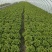 意大利生菜一手精品源头基地直供商超靓货电商价低