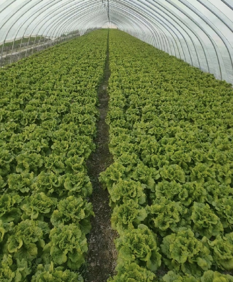 意大利生菜一手精品源头基地直供商超靓货电商价低