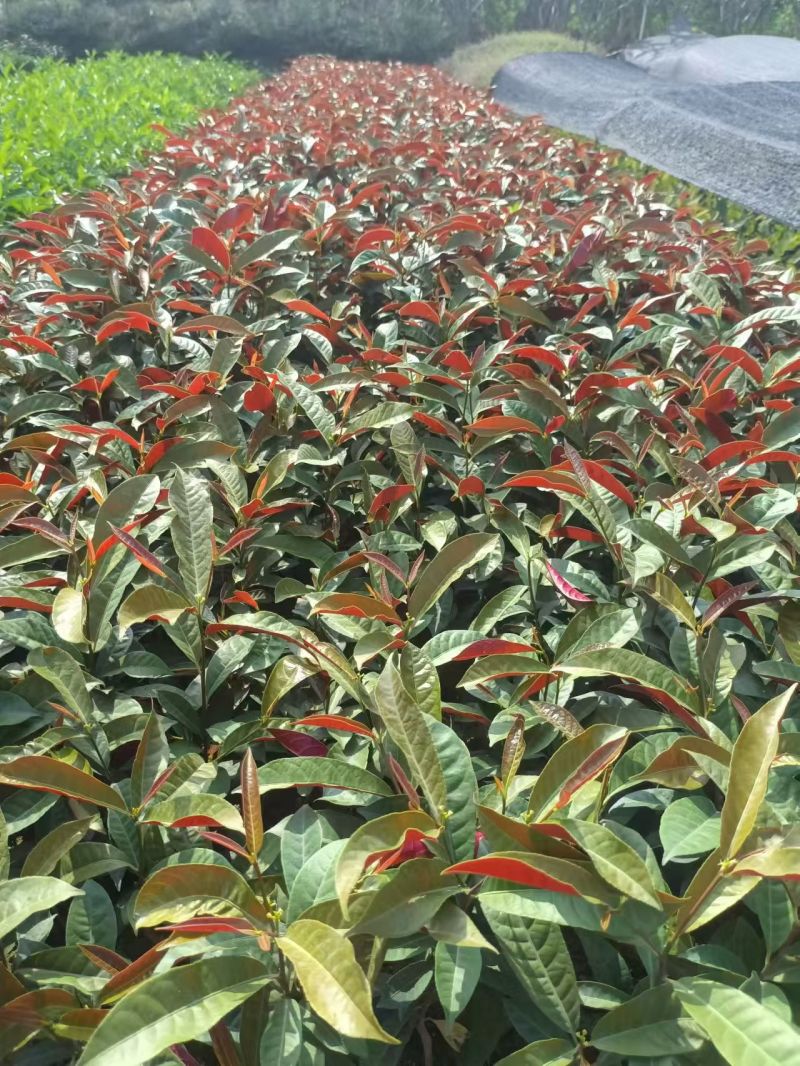 红背桂七斤袋