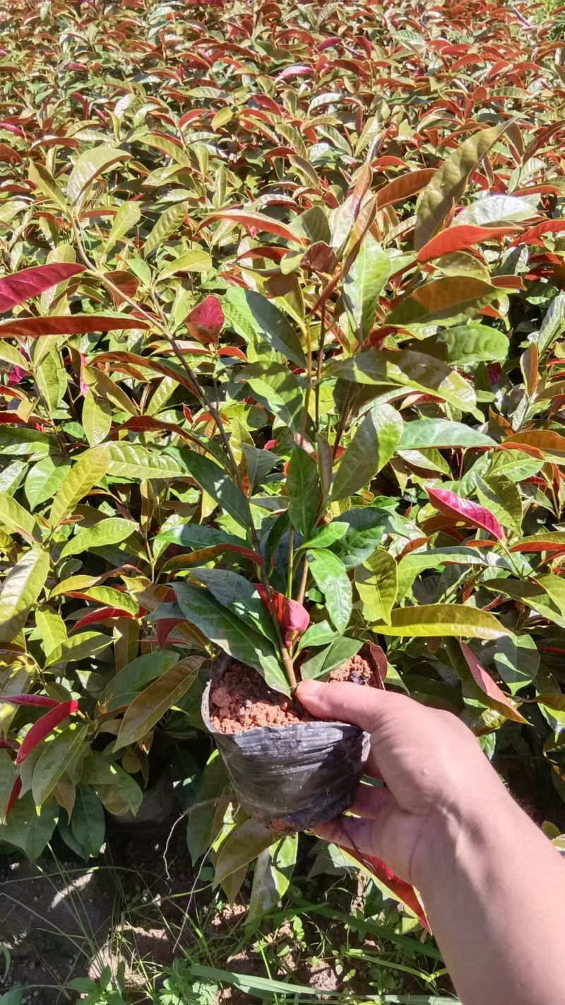 红背桂七斤袋