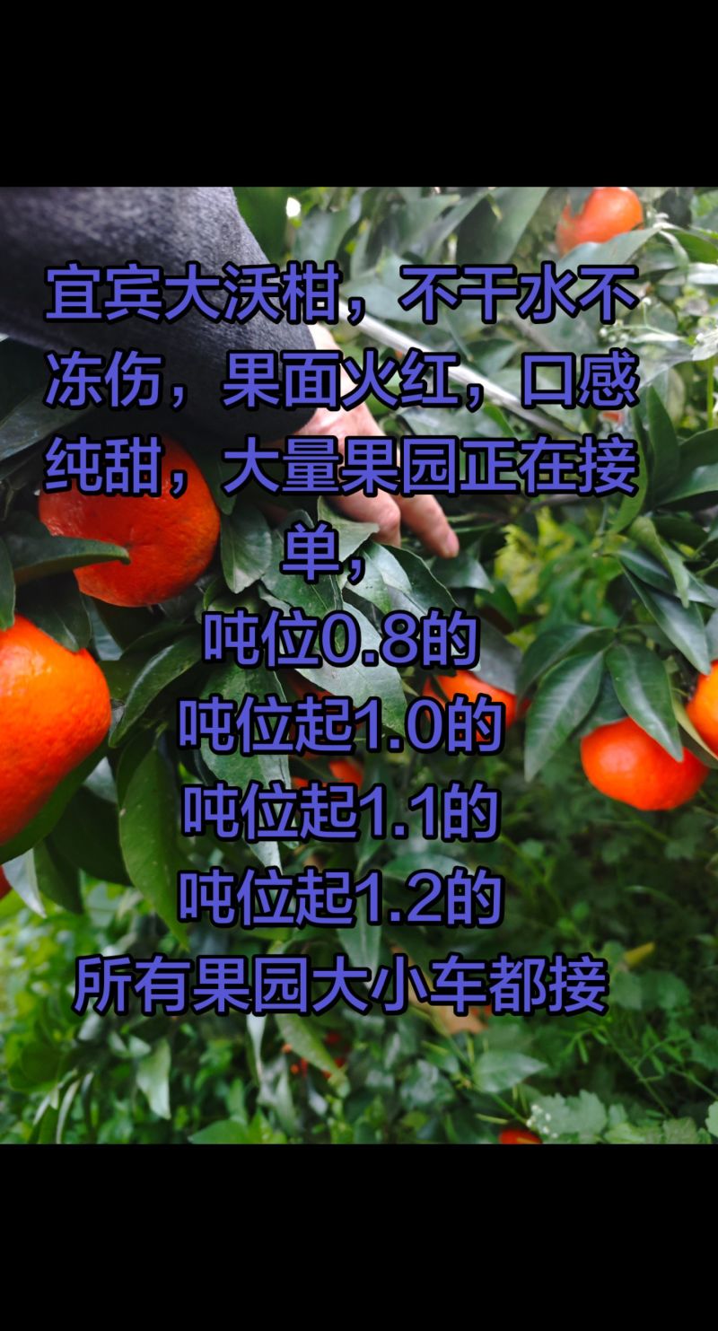 沃柑