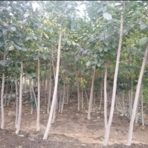 河南商丘柘城杜仲树2-8公分