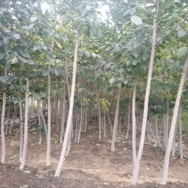河南商丘柘城杜仲树2-8公分