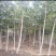河南商丘柘城杜仲树2-8公分