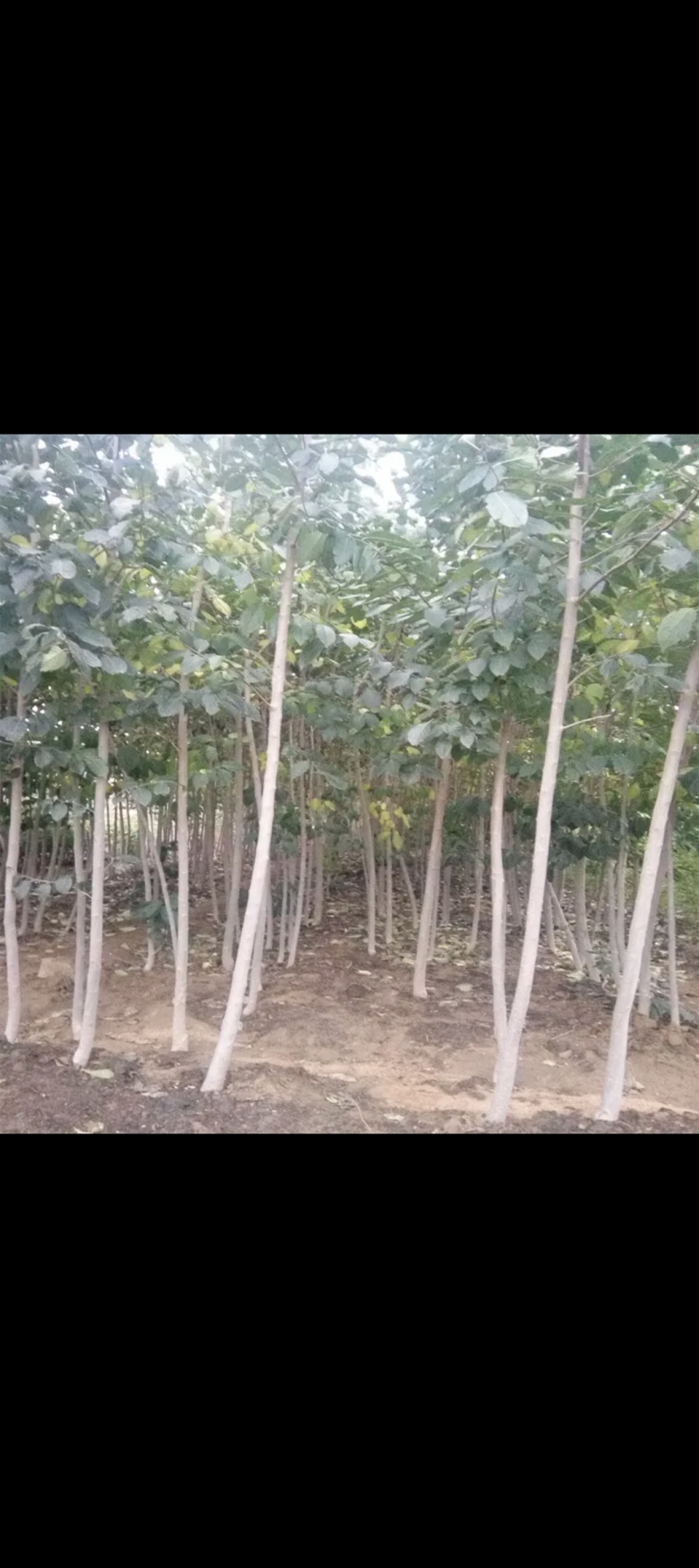 河南商丘柘城杜仲树2-8公分