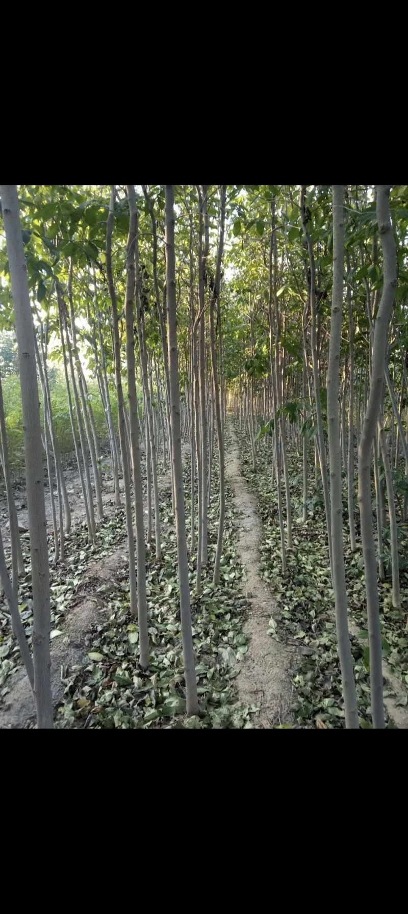 河南商丘柘城杜仲树2-8公分