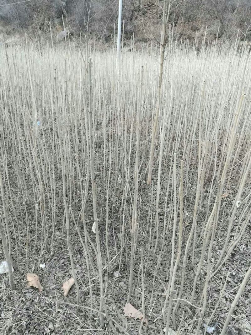 白果树苗银杏树苗