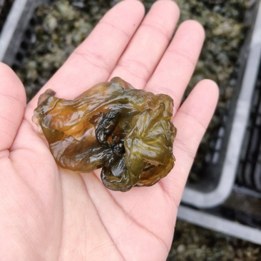 野生地木耳