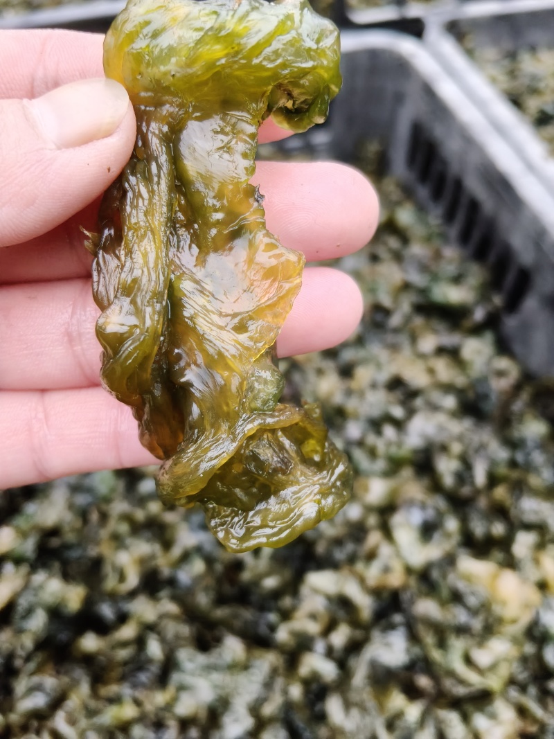 野生地木耳