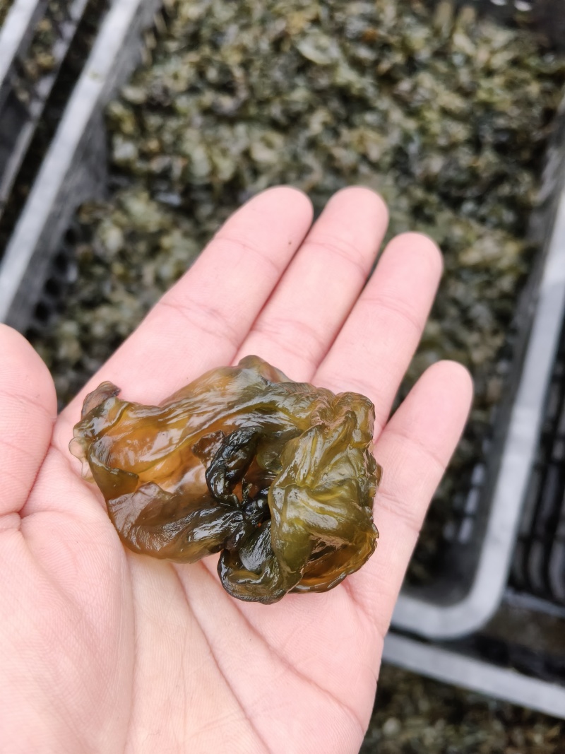 野生地木耳