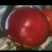 产地直供｜赤峰宁城国家地理标志西红柿🍅