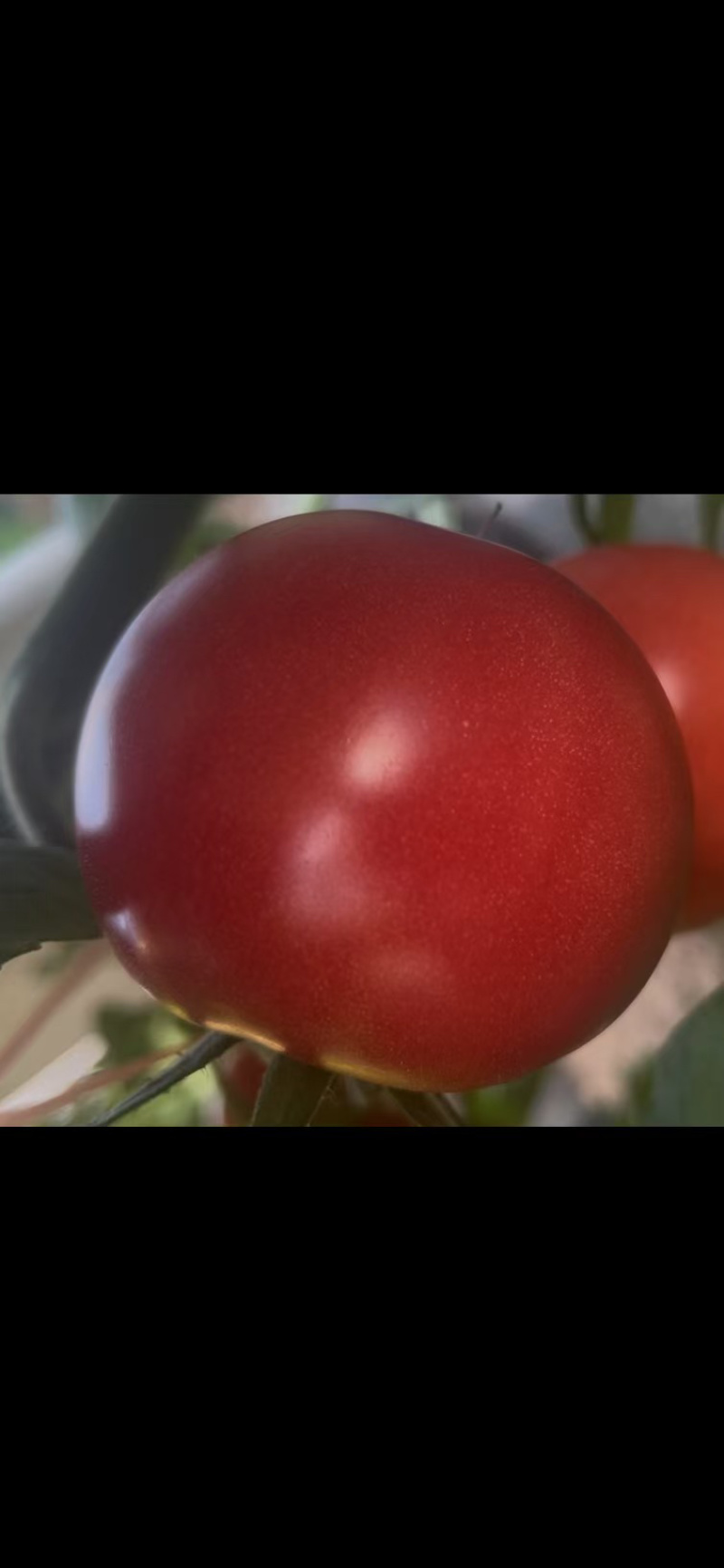 产地直供｜赤峰宁城国家地理标志西红柿🍅