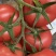 产地直供｜赤峰宁城国家地理标志西红柿🍅