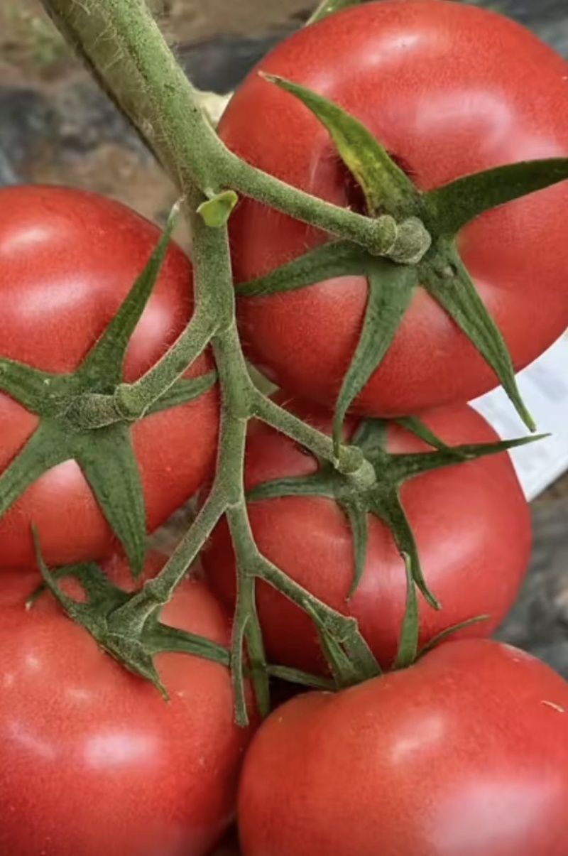 产地直供｜赤峰宁城国家地理标志西红柿🍅