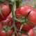 产地直供｜赤峰宁城国家地理标志西红柿🍅