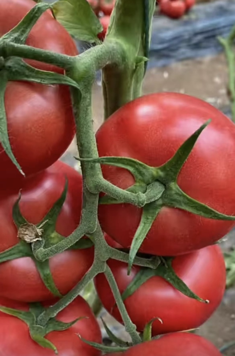 产地直供｜赤峰宁城国家地理标志西红柿🍅