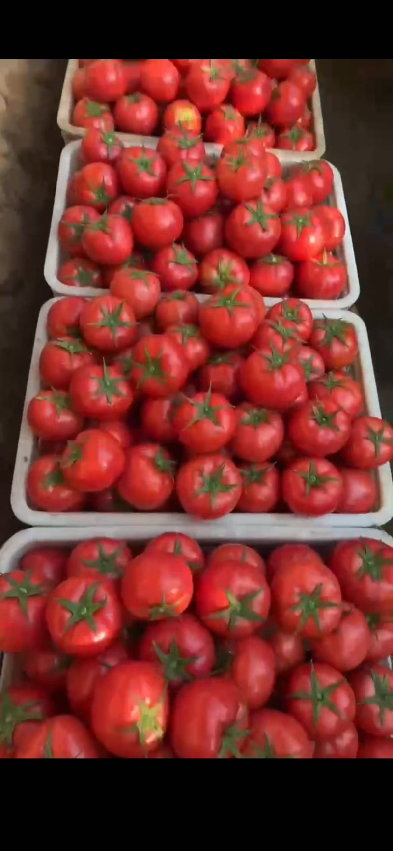产地直供｜赤峰宁城国家地理标志西红柿🍅