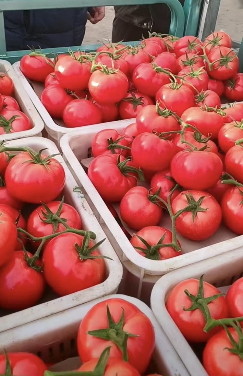 产地直供｜赤峰宁城国家地理标志西红柿🍅