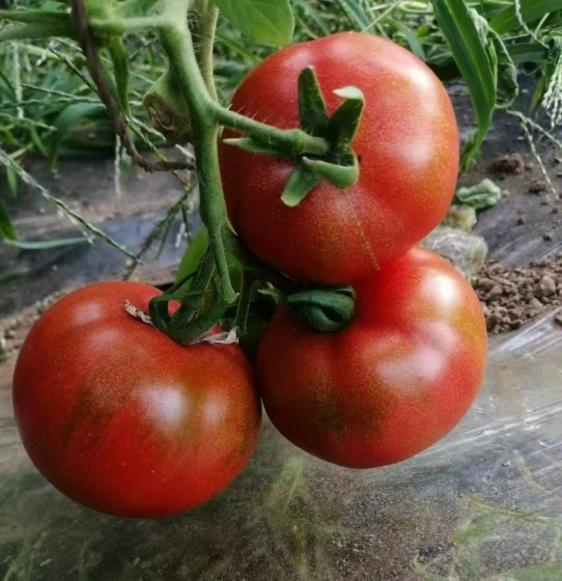 产地直供｜赤峰宁城国家地理标志西红柿🍅