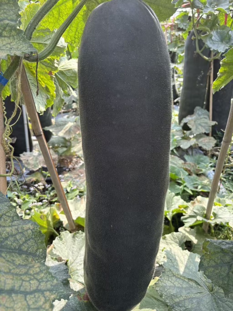 吊冬瓜大量有货，漂亮个头！常年供货，品质保障