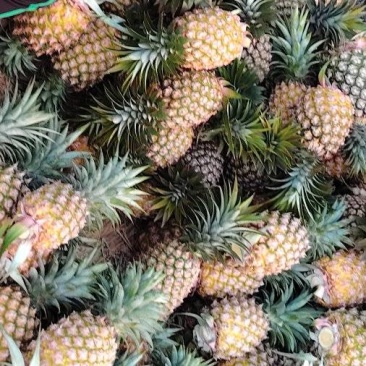 海南金钻凤梨