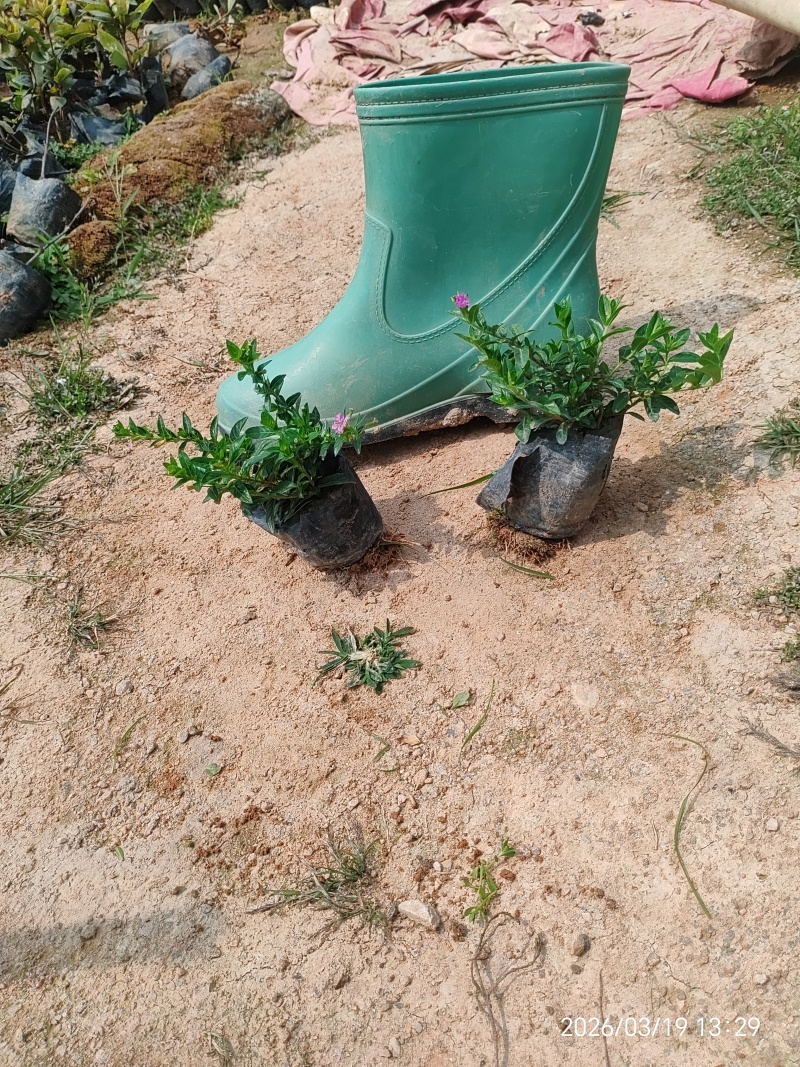 满天星