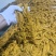 【卤肥肠去油90%，不腥不腻的卤肥肠】