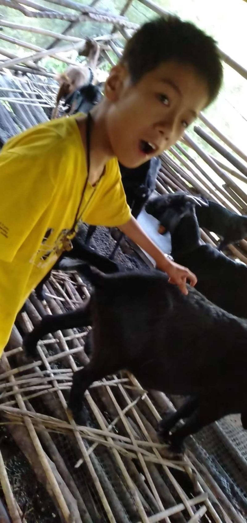放养努比亚黑山羊