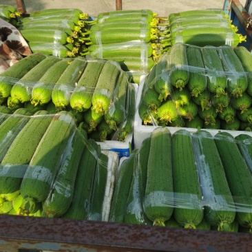 温州苍南肉丝瓜种植户直发精品货源诚信经营