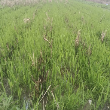 江西省乐平市一季茭白苗