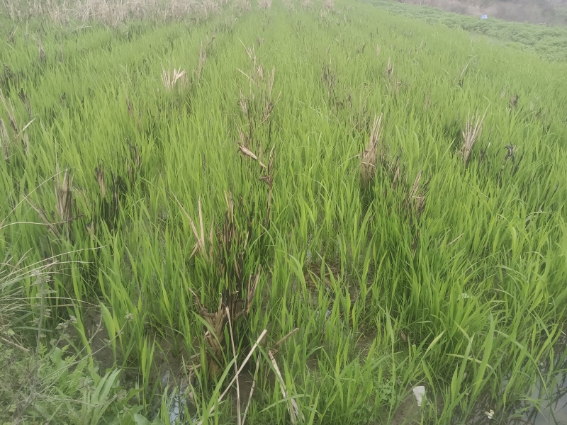 江西省乐平市一季茭白苗